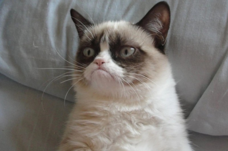 Create meme: grumpy cat meme , the cat from the meme, real grumpy cat