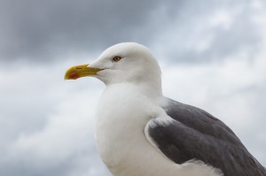 Create meme: Seagull Stoke, Seagull bird, Seagull