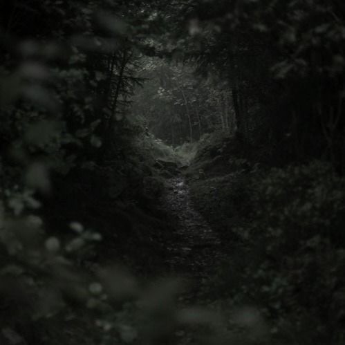 Create meme: A dark forest with a path, gloomy nature, path to the forest