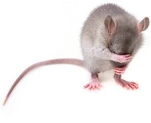 Create meme: mouse, mouse animal, the mouse is alive