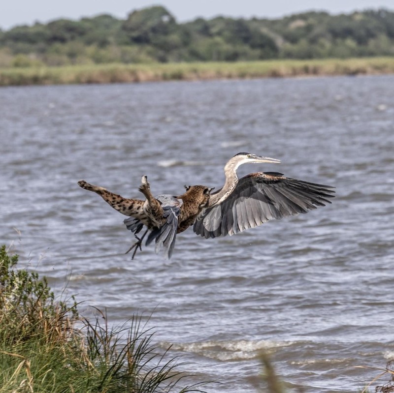 Create meme: grey heron, great blue heron, blue heron