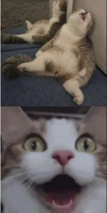 Create meme: funny cats, cute cats funny, cat funny