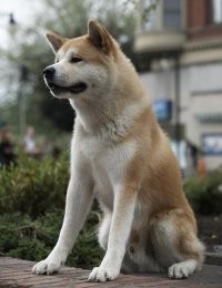 Create meme: waiting for meme, OK wait, Hachiko the most loyal friend