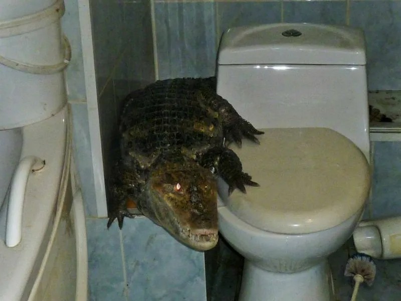 Create meme: crocodile in the bathroom, gene for a crocodile in the bathroom, the crocodile is homemade