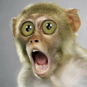 Create meme: monkey eyes, monkey, monkey surprise