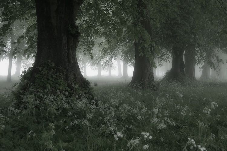 Create meme: forest landscape, the landscape is gloomy, fog nature