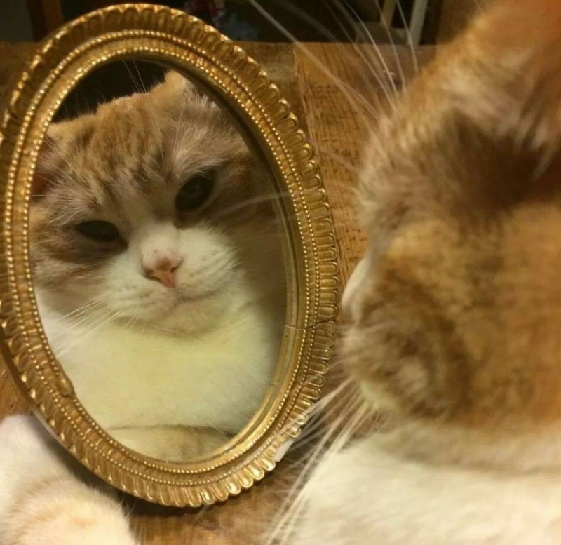 Create meme: the cat in the mirror, the cat in the mirror meme, cat looks in the mirror meme