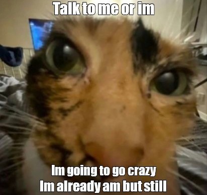 Create meme: cat funny , cats , cat eyes 