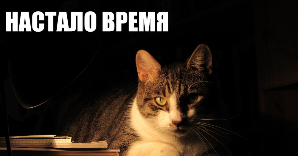 Create meme: domestic cats, a cat with a lamp, cat