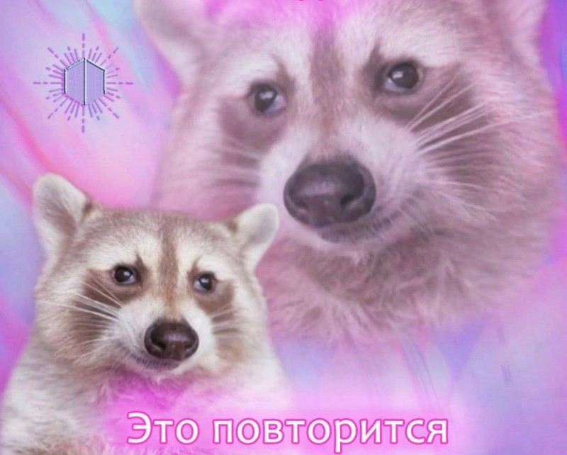 Create meme: raccoon , cute little Coon, raccoon