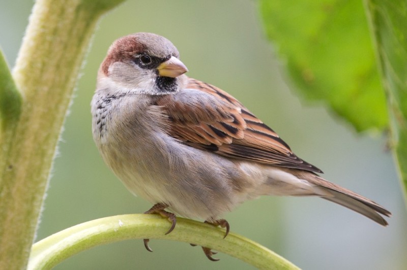 Create meme: grey Sparrow, red - headed sparrow, birds sparrow