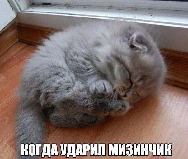 Create meme: cute cats funny, sleepy cat, kittens jokes