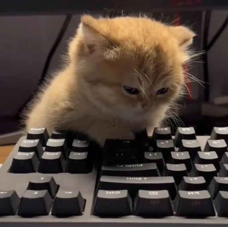 Create meme: cat with keyboard, the computer and the cat, seals on the keyboard