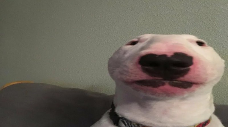 Create meme: walter dog, bull terrier meme, walter the bull terrier