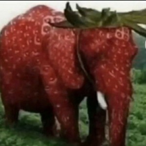 Create meme: animals, strawberry, elephant