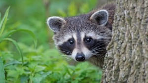 Create meme: raccoon, mini raccoons, raccoon on a headband