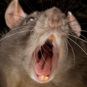 Create meme: face rats, teeth rats