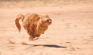 Create meme: cat, the cat runs, running cat