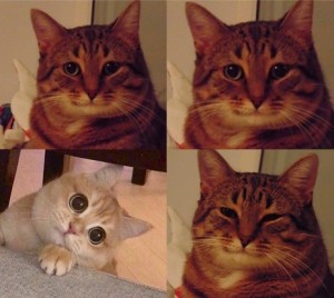 Create meme: meme cat, memes with cats, meme cat