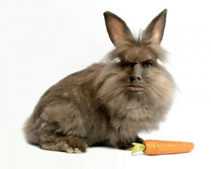 Create meme: rabbit, a photo of a Bunny with a carrot, rabbit
