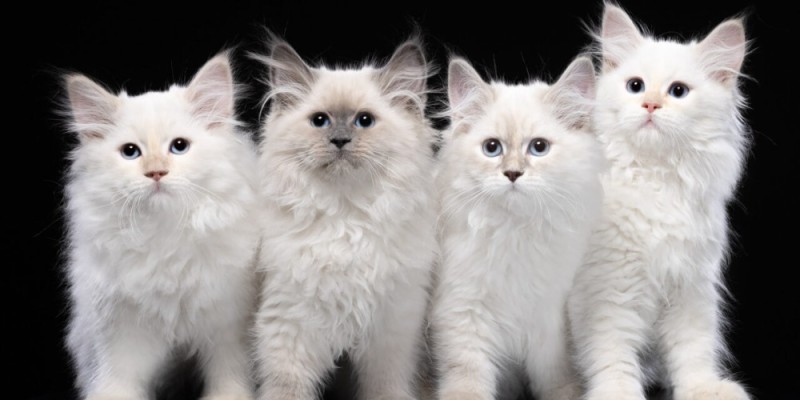 Create meme: ragdoll kitten, breed ragdoll, ragdoll cat