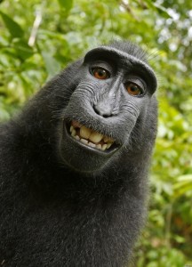 Create meme: funny monkey, selfie monkey, monkey