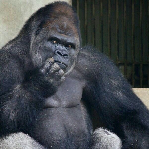 Create meme: Shabani the gorilla, funny gorilla, Oh gorilla