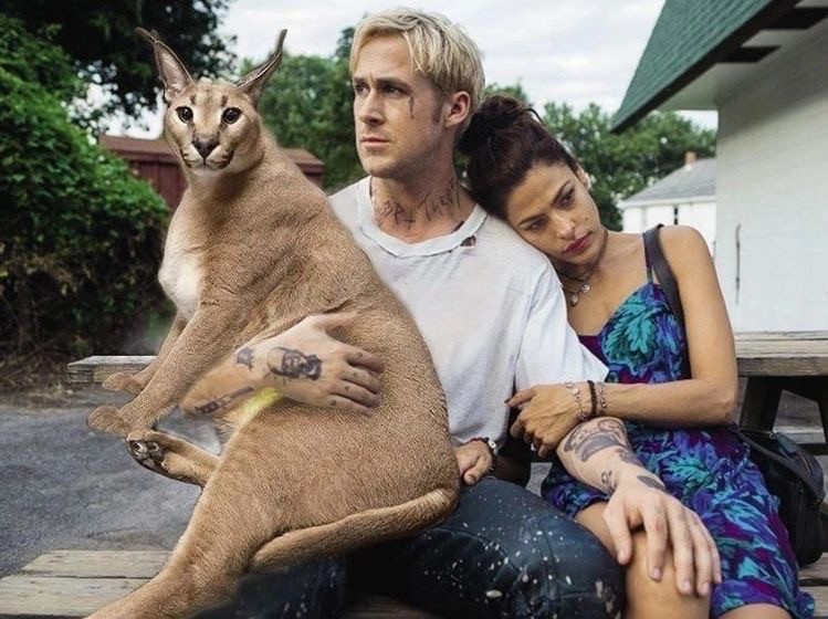 Create meme: Ryan Gosling and Eva Mendes, Ryan Gosling the place beyond the pines, Ryan Gosling beyond the pines