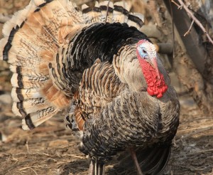 Создать мем: бройлерные индюки фото, индейка, wild turkey