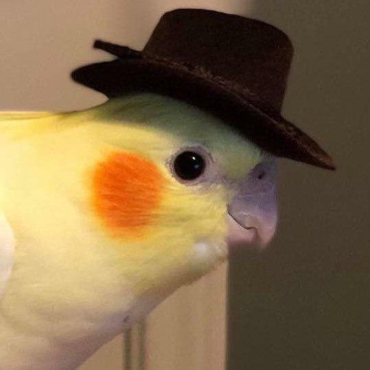Create meme: parrot hat, parrot corella with a hat, Corella parrot