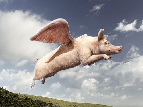 Создать мем: свинья в полете, летающие свинки, летающий поросёнок