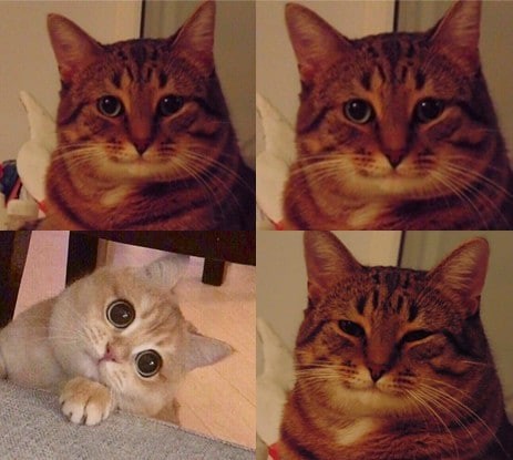 Create meme: smiling cat meme, meme cat , the cat meme is happy