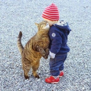 Create meme: cat, funny pics of cats, childhood is