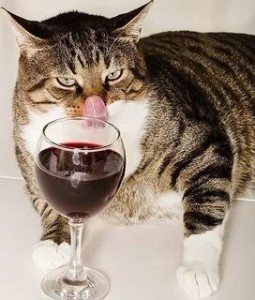 Создать мем: кот с бокалом, котик с вином, кот с бокалом вина