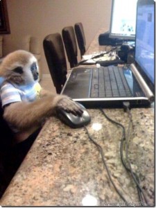 Create meme: the internet, a monkey, meme monkey