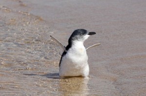 Create meme: white-winged penguin, dwarf penguin, penguins photo