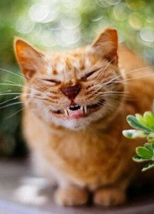 Create meme: red cat, cat smile, happy cat