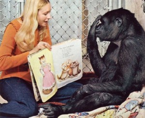 Создать мем: шимпанзе, обезьяна, горилла коко в детстве