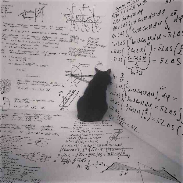 Create meme: the cat in the corner, mathematical cat, seals and mathematics