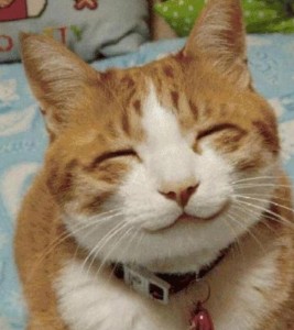 Create meme: smiling cats, smiling cat, smiling cat