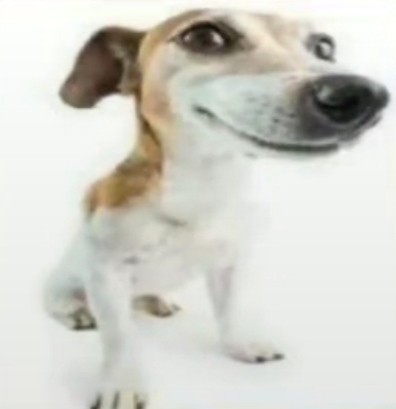 Create meme: Jack Russell Terrier , jack russell, dog on white