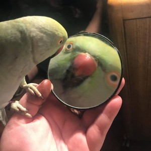 Create meme: parrot meme, parrot in the mirror meme, parrot in the mirror
