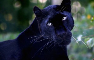 Create meme: panther, the animation is beautiful, the Panther in, Black Panther