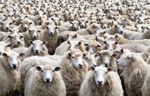 Create meme: a flock of sheep, animal sheep, sheep