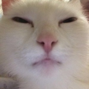 Create meme: the nose of the cat, cat, cat