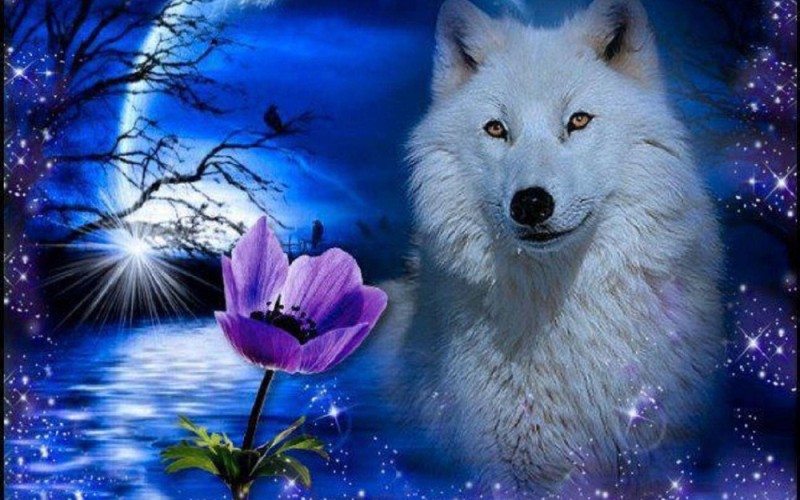Create meme: wolf moon background, wolf with rose, the wolf is beautiful