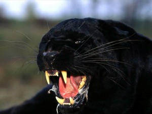 Создать мем: черный ягуар, чёрная пантера в гневе, пантера