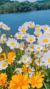 Create meme: chamomile field, flowers, flowers summer