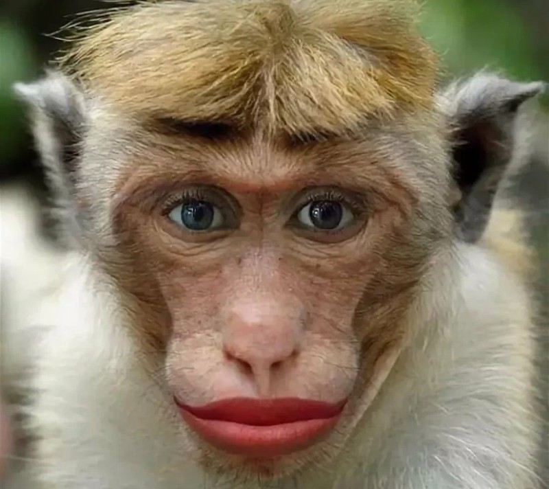 Создать мем: обезьяна мем, обезьяна с красными губами, прикольные обезьяны