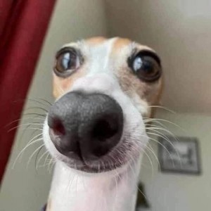 Create meme: meme with dog, the dog is surprised, surprised dog